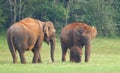 Elephants in Periyar National Park Royalty Free Stock Photo