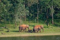 Elephants in Periyar National Park