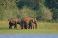 Elephants in Periyar National Park