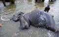 The Elephants of the Phinawela Sanctuary are taking a refreshing bath in the nearby river