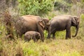 Elephants of Pinnawala elephant orphanage bathing Royalty Free Stock Photo