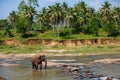 Elephants of Pinnawala elephant orphanage bathing Royalty Free Stock Photo