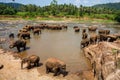 Elephants of Pinnawala elephant orphanage bathing Royalty Free Stock Photo