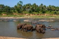 Elephants of Pinnawala elephant orphanage bathing in river Royalty Free Stock Photo