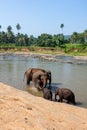 Elephants of Pinnawala elephant orphanage bathing in river Royalty Free Stock Photo