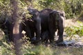 Elephants of Pinnawala elephant orphanage bathing in river Royalty Free Stock Photo