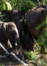 Elephants of Pinnawala elephant orphanage bathing in river Royalty Free Stock Photo