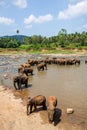 Elephants of Pinnawala elephant orphanage bathing in river Royalty Free Stock Photo