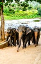 Elephants in the  Pinnawala Elephant Orphanage come from bathing. Royalty Free Stock Photo