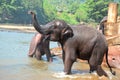 Elephants At Pinnawala Elephant Orphanage, Sri Lanka Royalty Free Stock Photo