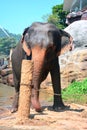 Elephants At Pinnawala Elephant Orphanage, Sri Lanka Royalty Free Stock Photo