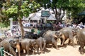 The elephants of the Pinnawala herd , Sri Lanka