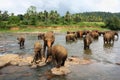 Elephants of Pinnawela Royalty Free Stock Photo