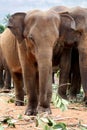 Elephants of Pinnawela Royalty Free Stock Photo