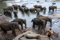 Elephants from the Pinnawala Elephant Orphanage (Pinnewala) relax on the bank of the Maha Oya River in Sri Lanka. Royalty Free Stock Photo