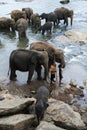 Elephants from the Pinnawala Elephant Orphanage (Pinnewala) relax on the bank of the Maha Oya River in Sri Lanka. Royalty Free Stock Photo