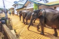Elephants at Pinnawela Elephant Orphanage in Sri Lanka