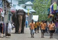 Elephants from the Pinnawala Elephant Orphanage walk from the Maya Oya River back to the orphanage.