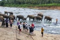 Elephants from the Pinnawala Elephant Orphanage (Pinnawela) on the banks of the Maha Oya River in Sri Lanka. Royalty Free Stock Photo