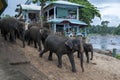 Elephants from the Pinnawala Elephant Orphanage (Pinnawela) head towards the Maha Oya river in central Sri Lanka. Royalty Free Stock Photo
