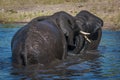 Elephants play fighting in river in sunshine