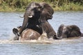 Elephants Play fighting