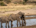 Elephants play fighting Royalty Free Stock Photo