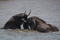 Elephants Play fighting