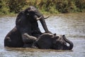 Elephants Play fighting Royalty Free Stock Photo
