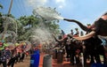 Elephants play water battle during Songkran Royalty Free Stock Photo