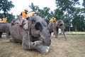 Elephants and players, during polo game, Thakurdwara, Bardia, Nepal Royalty Free Stock Photo