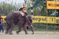 Elephants and players, during polo game, Thakurdwara, Bardia, Nepal