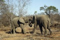 Elephants in a Playful Battle Royalty Free Stock Photo