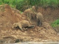 Elephants Playing Royalty Free Stock Photo