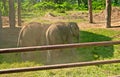 Elephants are playing on the farm Royalty Free Stock Photo