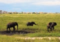 Elephants playing in the mud hole Royalty Free Stock Photo