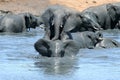 Elephants playing in muddy water Royalty Free Stock Photo