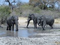 Elephants playing in muddy water Royalty Free Stock Photo