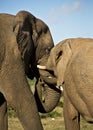 Elephants playing Royalty Free Stock Photo