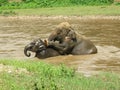 Elephants playing in the river, mother and baby. Royalty Free Stock Photo