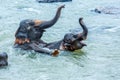 Elephants playing in the river