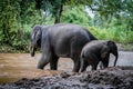 the elephants playing water in the nature Royalty Free Stock Photo