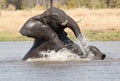 Elephants playing in water