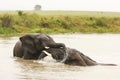 Elephants playing in the water Royalty Free Stock Photo