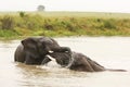 Elephants playing in the water