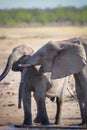 Elephants playing at waterhole in Kruger Park