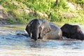 Elephants playing in the watering hole Royalty Free Stock Photo