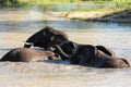 Elephants playing in the watering hole Royalty Free Stock Photo
