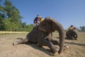 Elephants polo game, at Thakurdwara, Bardia, Nepal