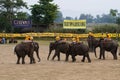 Elephants polo players during elephants polo, Nepal Royalty Free Stock Photo